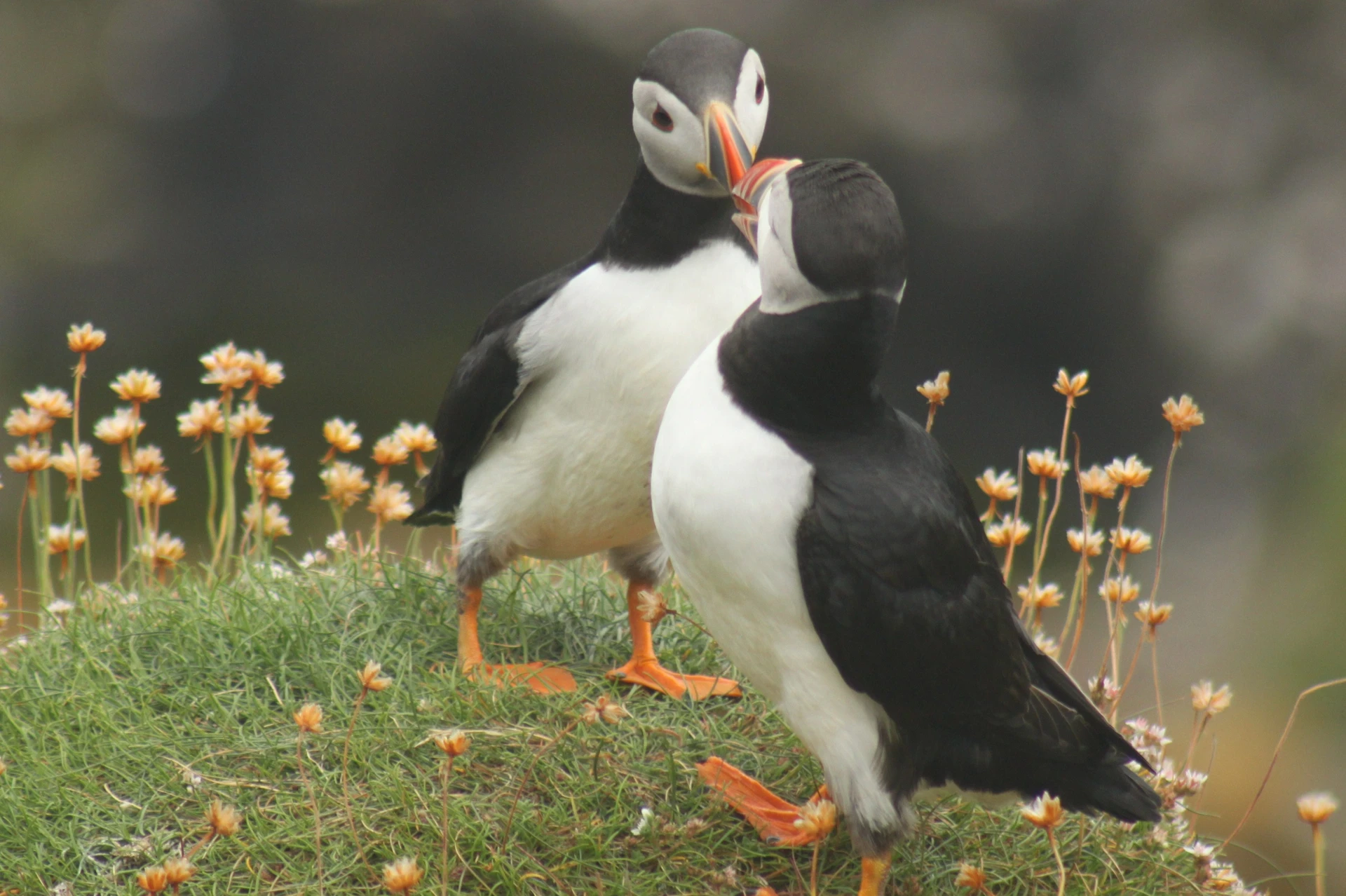 isle-of-staffa-puffins-mkkcustomer-francesca-brown-2014-comp.jpg (7)