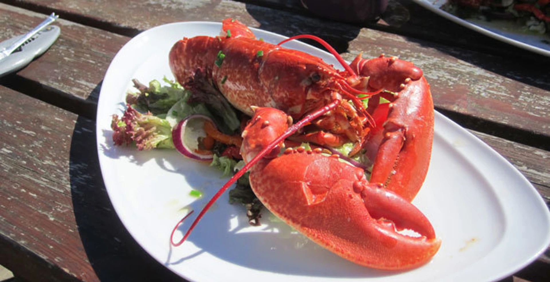 2014-gigha-lobster-rk.jpg (17)