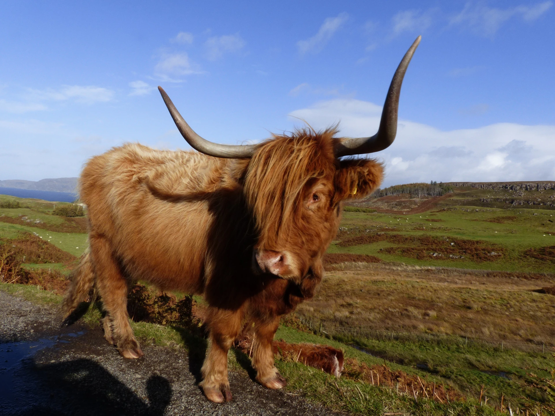 mkk-rk-mull-highland-cow-2014.jpg (6)